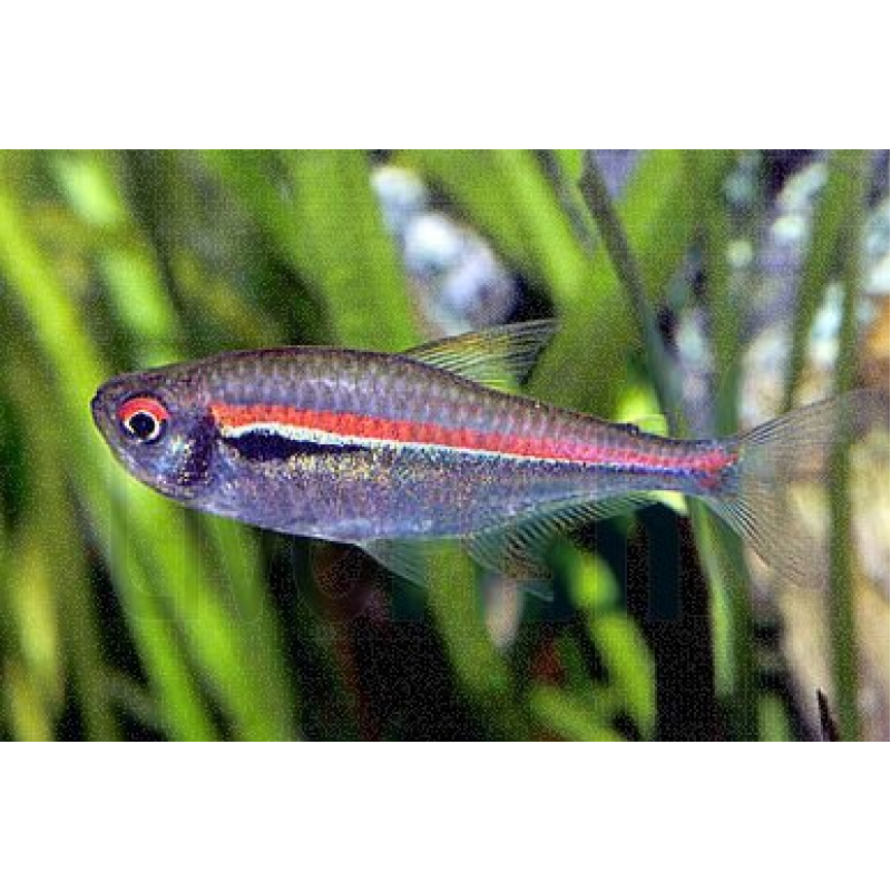Hyphessobrycon Amapaensis